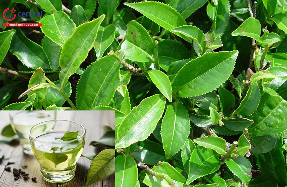 Lá Chè Xanh – “Thần dược” từ thiên nhiên cho sức khỏe